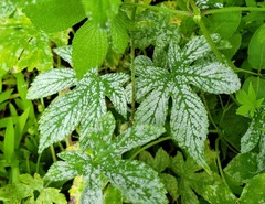 Podosphaera macularis