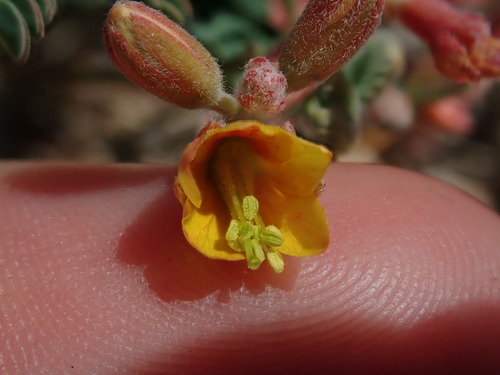 Image of Hoffmannseggia drepanocarpa by (c) Nolan Exe, some rights reserved (CC BY)
