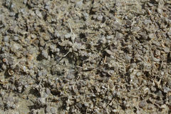 Atriplex buchananii