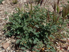 Hoffmannseggia drepanocarpa