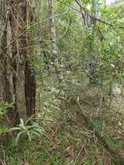 Samadera bidwillii