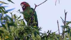 Psittacara mitratus