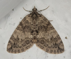 Hydriomena speciosata