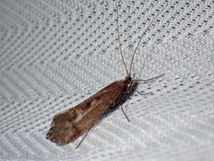 Glyphopsyche irrorata