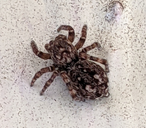 Downy jumping spider photo 4