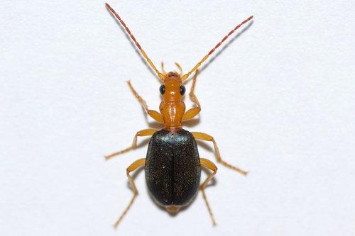 Violet-winged Bombardier Beetle