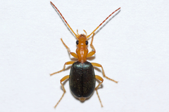 Brachinus janthinipennis