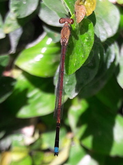 Oxyagrion terminale