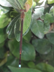 Oxyagrion terminale