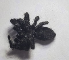 Araneae