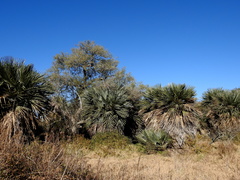 Trithrinax campestris
