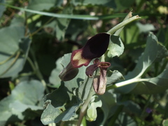 Aristolochia bracteolata