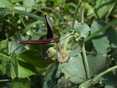 Aristolochia bracteolata