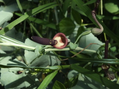 Aristolochia bracteolata