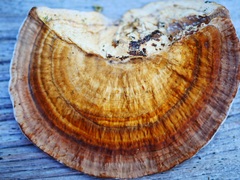 Hexagonia