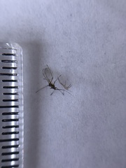 Hemiptera