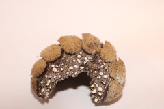 Acanthopleura echinata