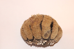 Acanthopleura echinata