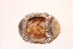 Acanthopleura echinata