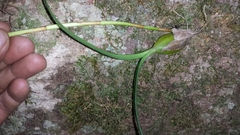 Bulbophyllum henrici image