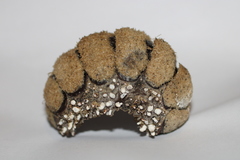 Acanthopleura echinata