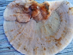 Hexagonia