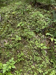 Antennaria solitaria