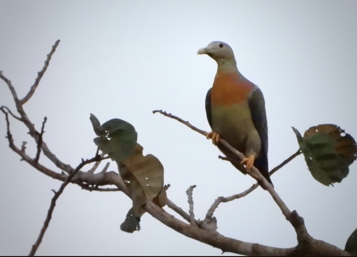 Large Green-Pigeon (Treron capellei) photo