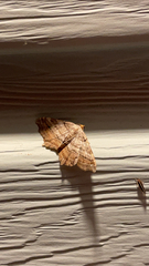 Macaria multilineata