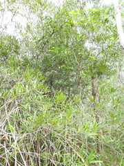Samadera bidwillii
