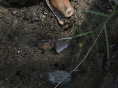 Ypthima asterope asterope