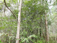 Samadera bidwillii