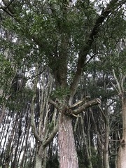 Acacia confusa