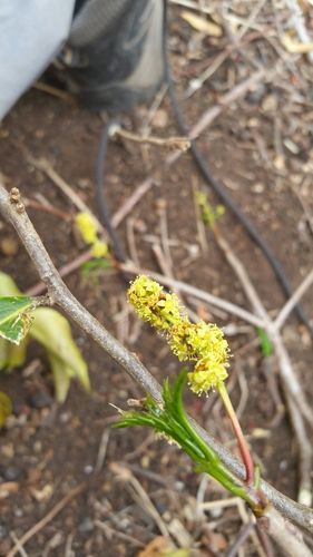 Commiphora ankaranensis Capuron