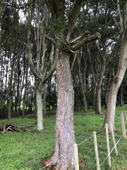 Acacia confusa
