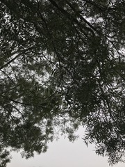 Acacia confusa