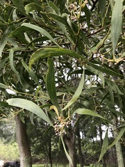 Acacia confusa