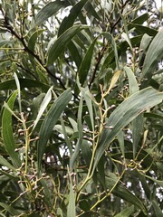 Acacia confusa