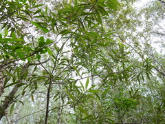 Samadera bidwillii