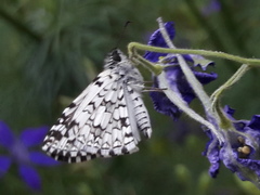 Burnsius orcus