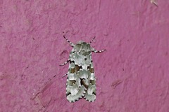 Emarginea percara