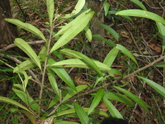 Samadera bidwillii