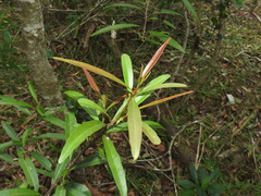 Samadera bidwillii