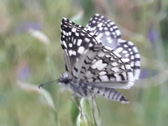 Burnsius orcus