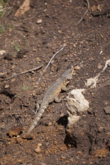 Pseudocordylus subviridis