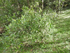 Samadera bidwillii