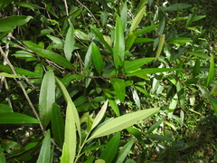 Samadera bidwillii