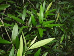 Samadera bidwillii