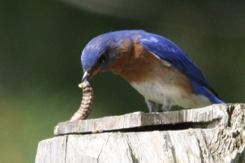 Eastern Bluebird photographed in Connecticut