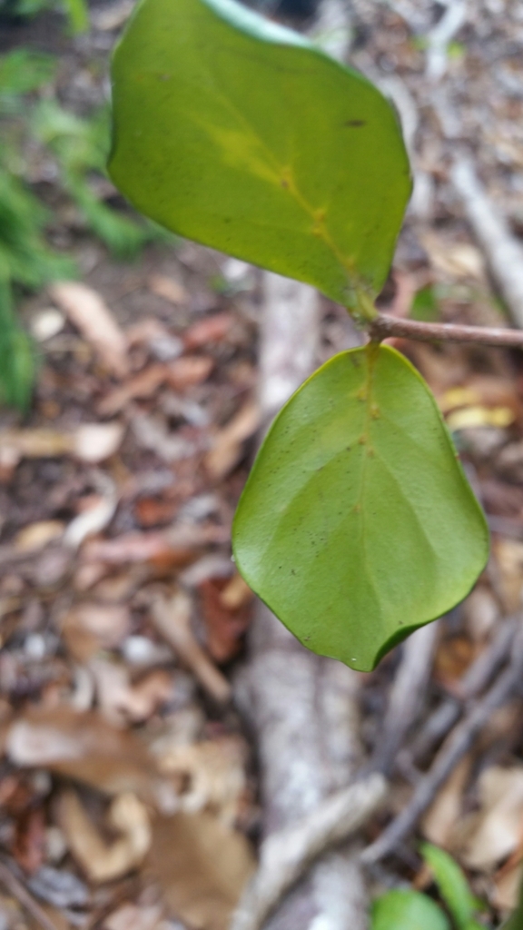 Coffea ratsimamangae